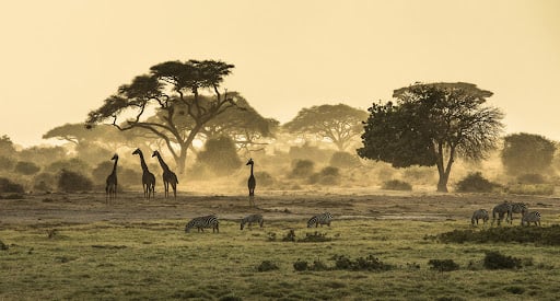 جدلية النمو والإنصاف في عالم مترابط… العولمة والتنمية المستدامة