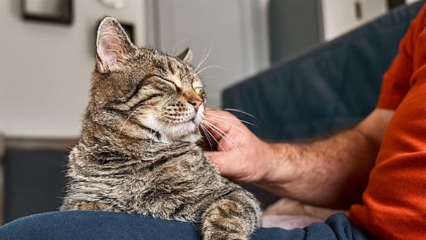 رغم أنها مهووسة بحبها.. إلا أن القطط لا تبادل النساء نفس المشاعر