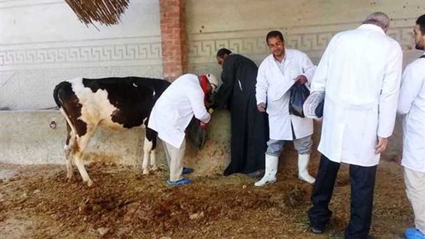 لا نفوق لـ500 رأس ماشية بالمنوفية.. حالتان مصابتان بالحمى القلاعية