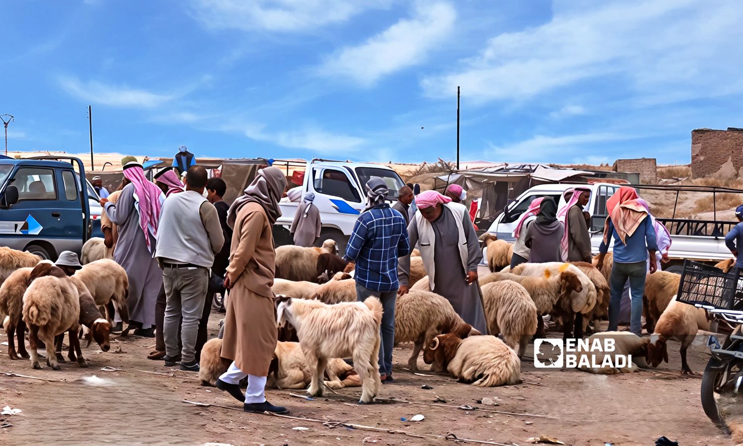 انخفضت أسعار الأضاحي بنحو 50% في مدينتي رأس العين وتل أبيض مقارنة بعام 2024 - 3 حزيران 2025 ()