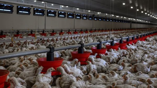 في ظلّ تهديدات إنفلونزا الطيور.. 4 بدائل بروتينية تُقدم نفس فوائد البيض