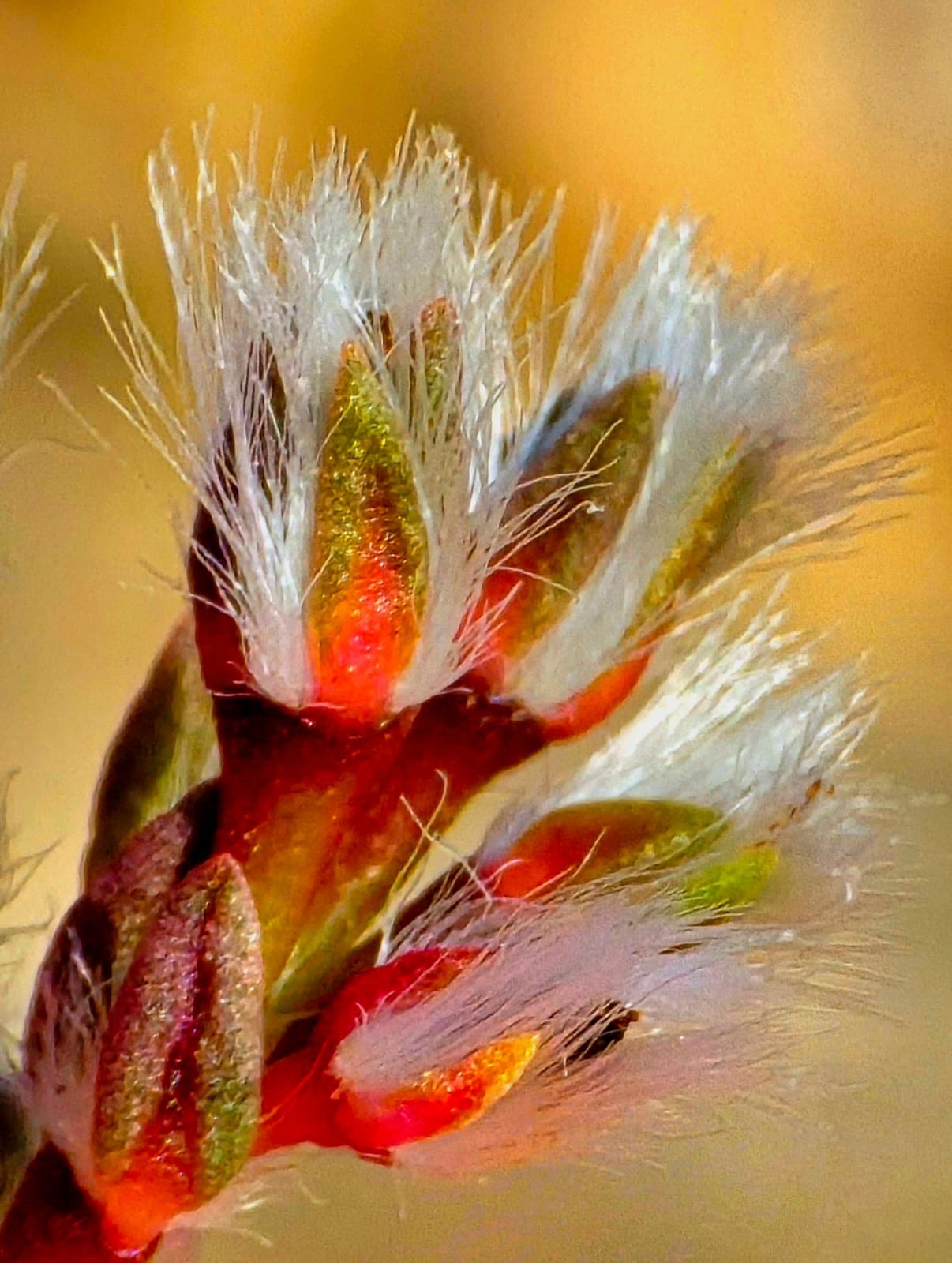 نباتات نادرة في ظفار (1).jpeg