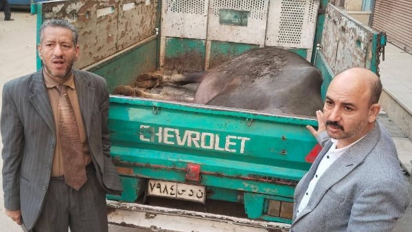 محافظ المنيا يشدد على الرقابة على أسواق اللحوم.. ويؤكد: لا تهاون مع الذ.بح خارج المجازر