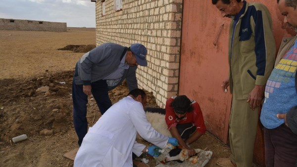 لدعم مربي الثروة الحيوانية.. بحوث الصحراء يطلق قوافل إرشادية وبيطرية بمنطقة المغرة
