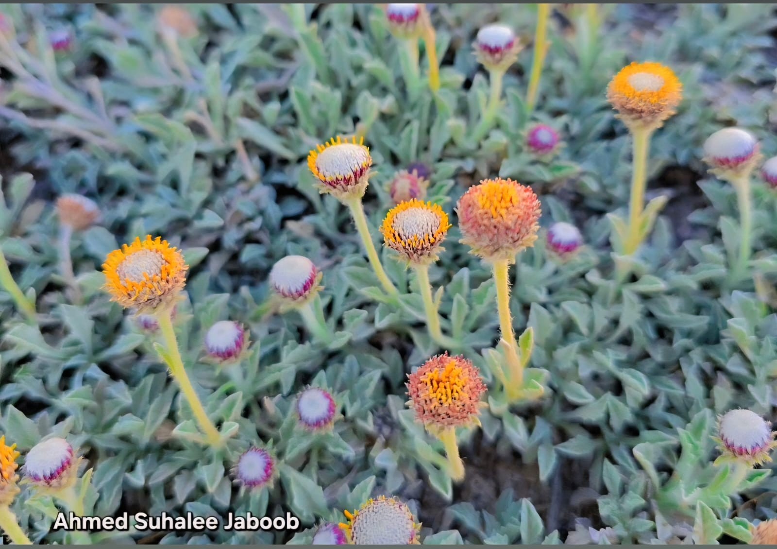 نباتات نادرة في ظفار (1).jpeg