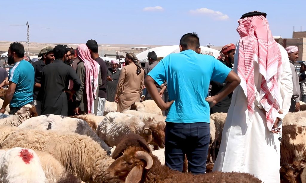 انهيار قطاع الثروة الحيوانية يهدد الأمن الغذائي في سوريا