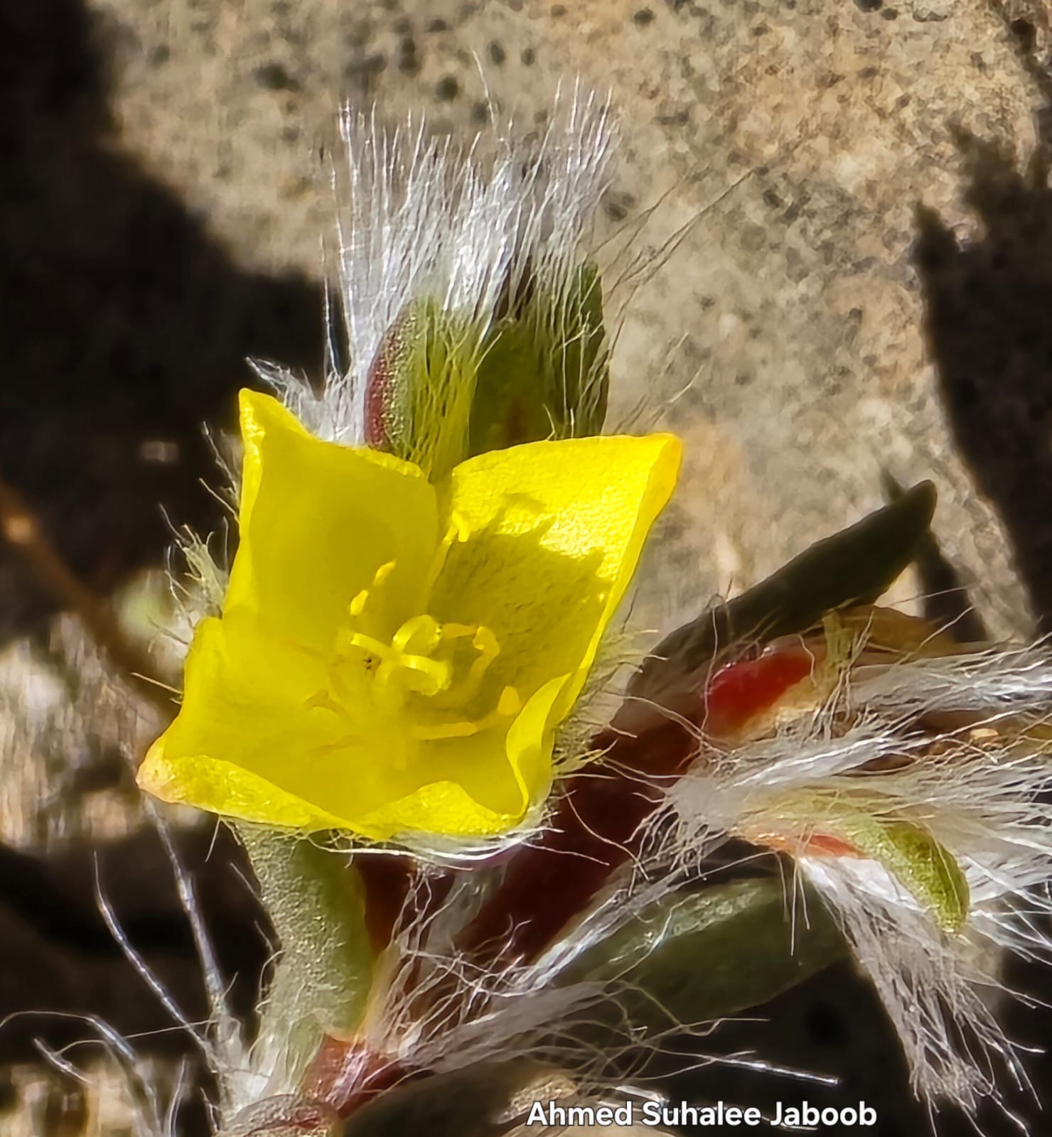 نباتات نادرة في ظفار (2).jpeg