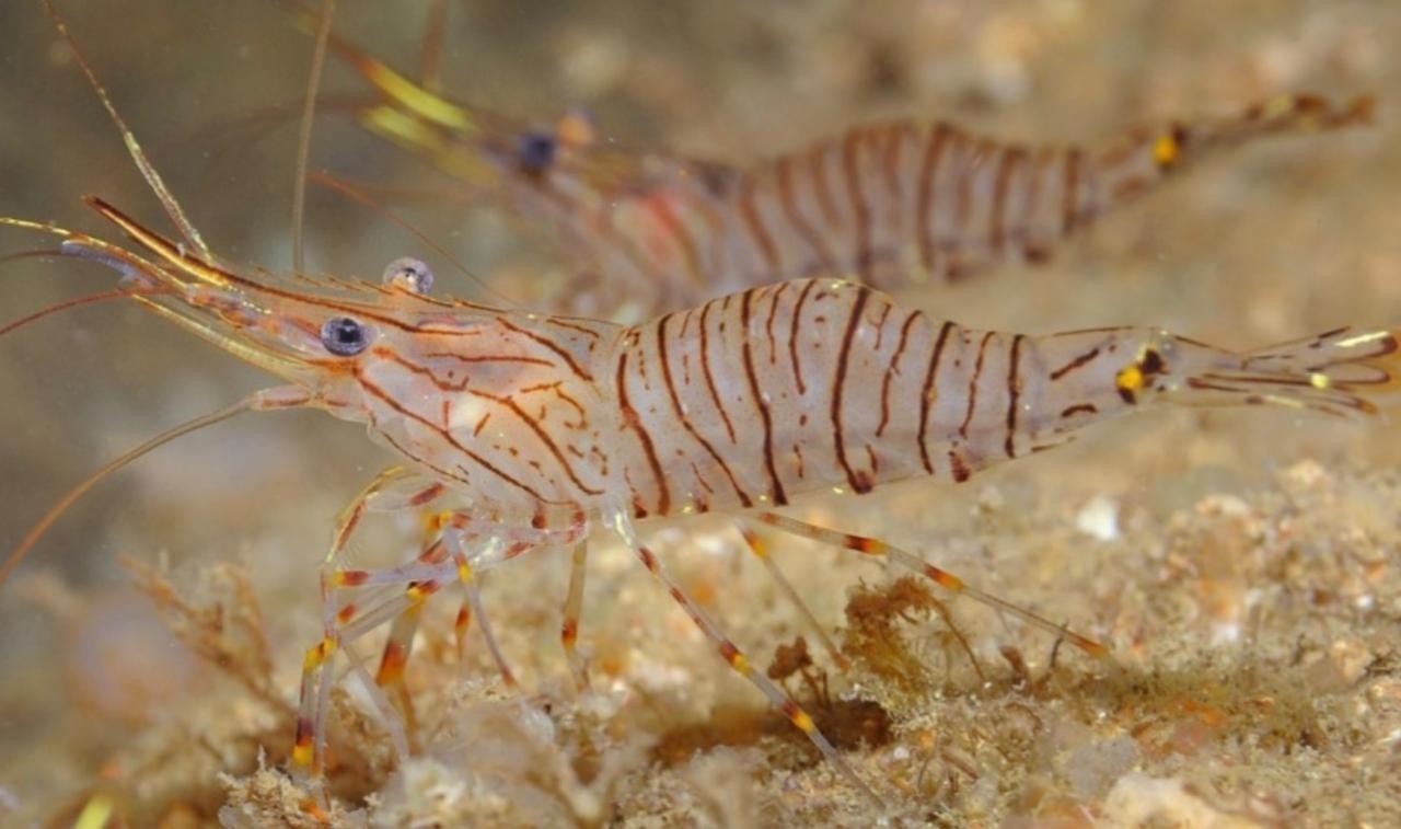 هيئة البيئة (1).jpeg