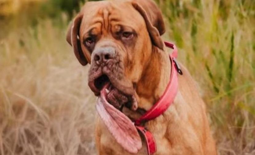 بالفيديو.. كلب نادر يحمل بجوفه أطول لسان في العالم