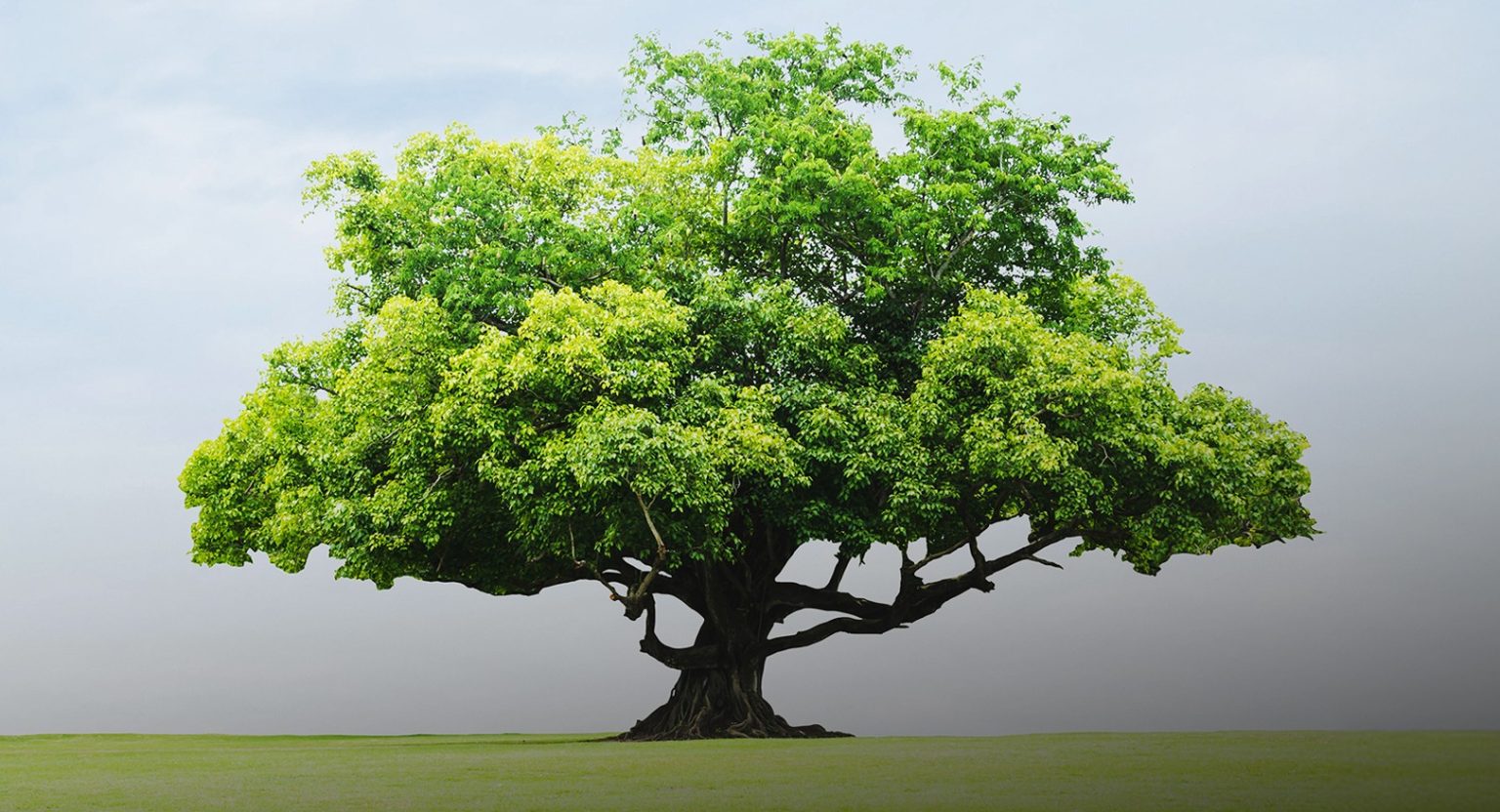 بلدية دبي و”هيئة المعرفة” تطلقان مبادرة لزراعة 20 ألف شجرة