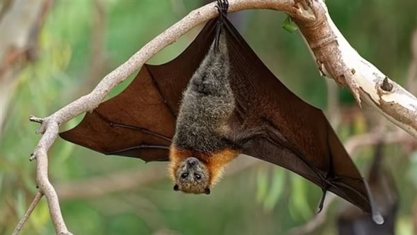 منظمة الصحة العالمية تُعلن عن حالات إصابة بفيروس نيباه في الهند