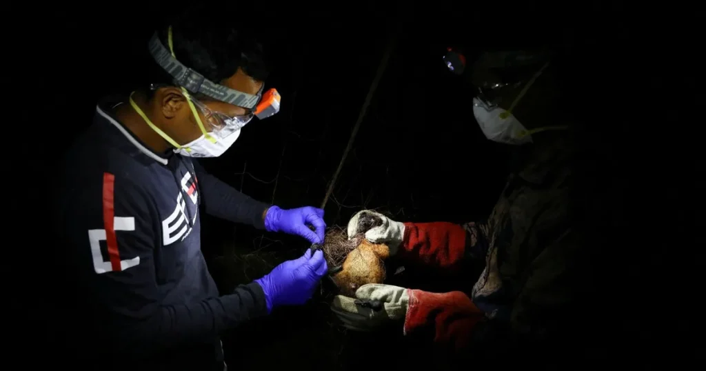 “الصحة العالمية”: خطر انتشار فيروس “نيباه” خارج الهند منخفض