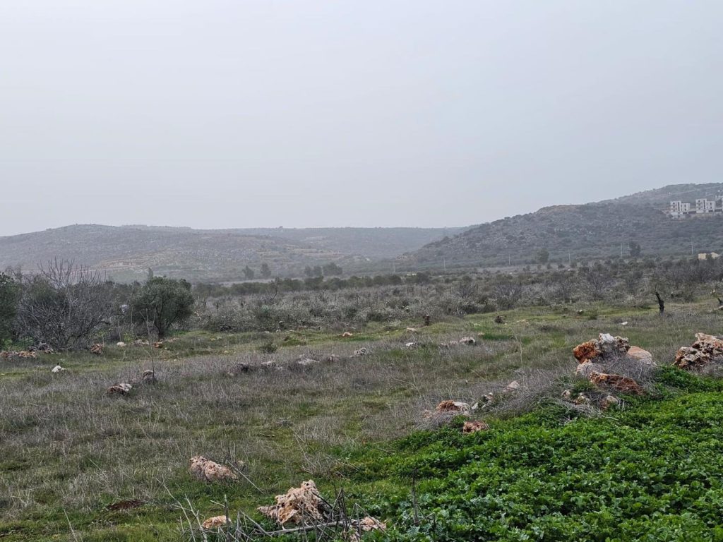 رام الله – مستعمرون يقتلعون 200 شجرة زيتون في ترمسعيا