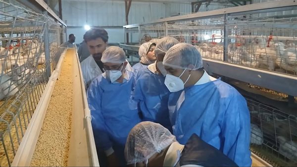 نفوق جماعي.. الزراعة تحسم الجدل بشأن تفشي الأوبئة في قطاع الدواجن