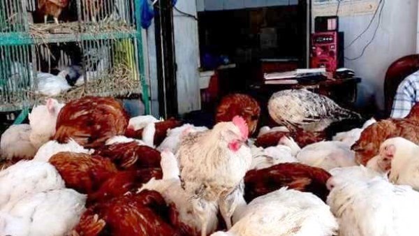 أسعار الدواجن في أسوان اليوم الخميس 19-2-2026